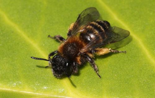 Andrena bicolor